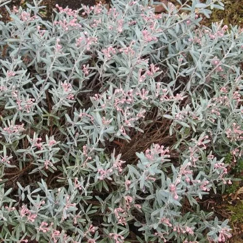 Andromeda polifolia Blue Lagoon