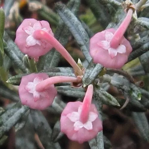 Andromeda polifolia Blue Lagoon