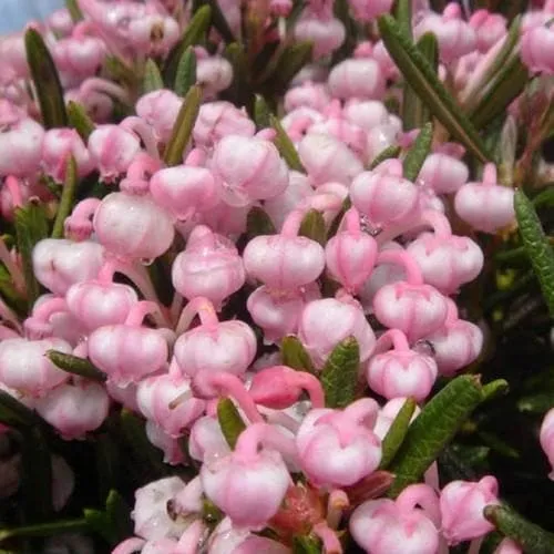 Andromeda polifolia Blue Lagoon