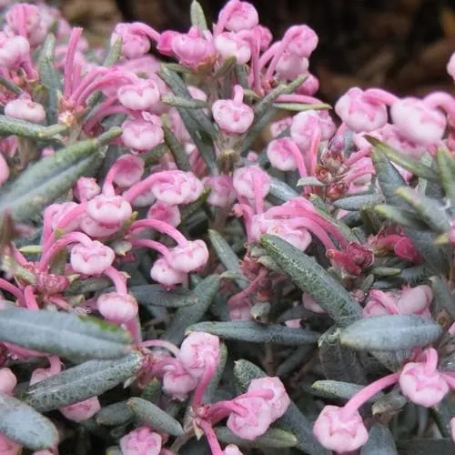 Andromeda polifolia Blue Lagoon