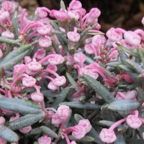 Andromeda polifolia Blue Lagoon