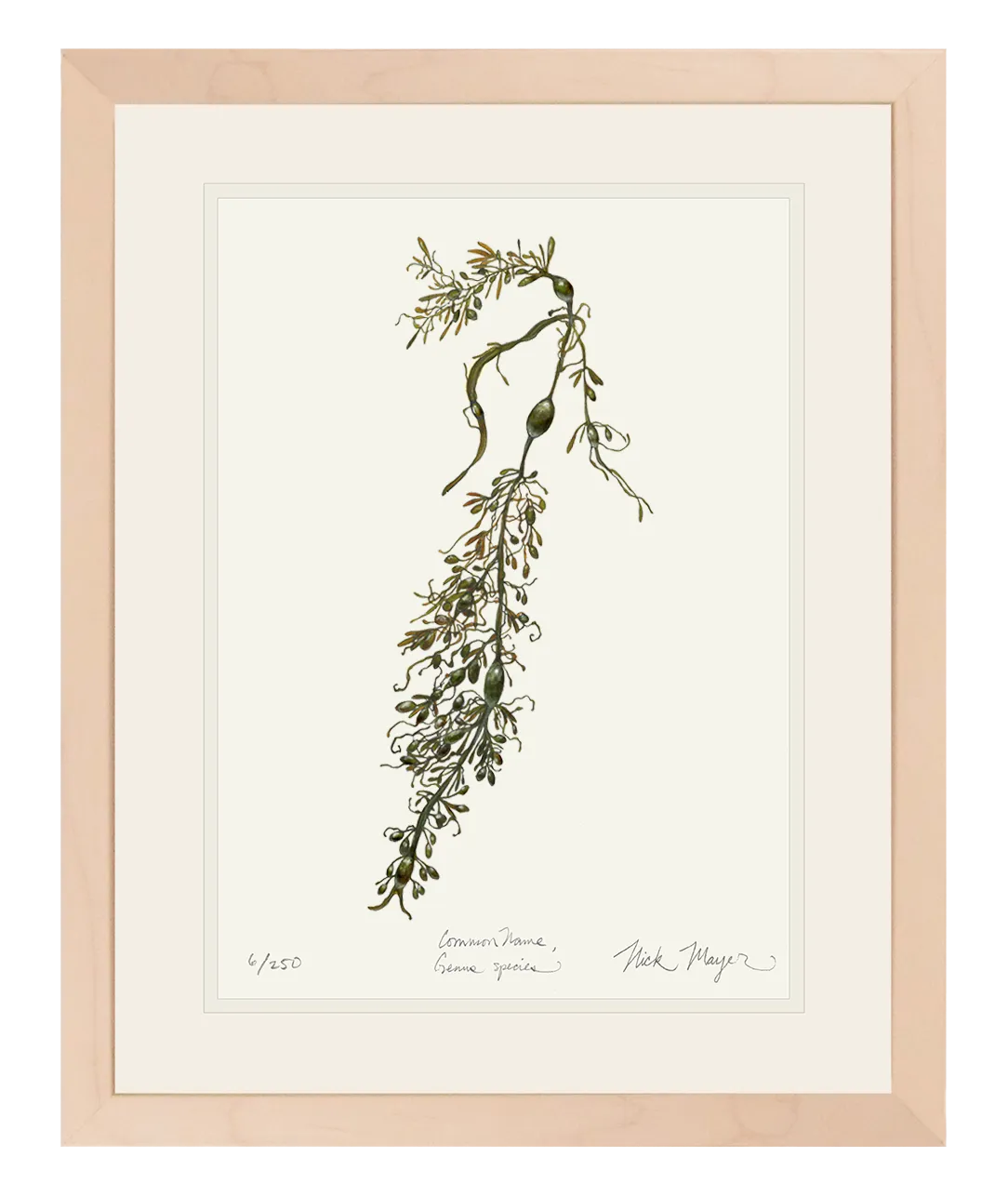 Knotted Wrack Marine Botanical Print