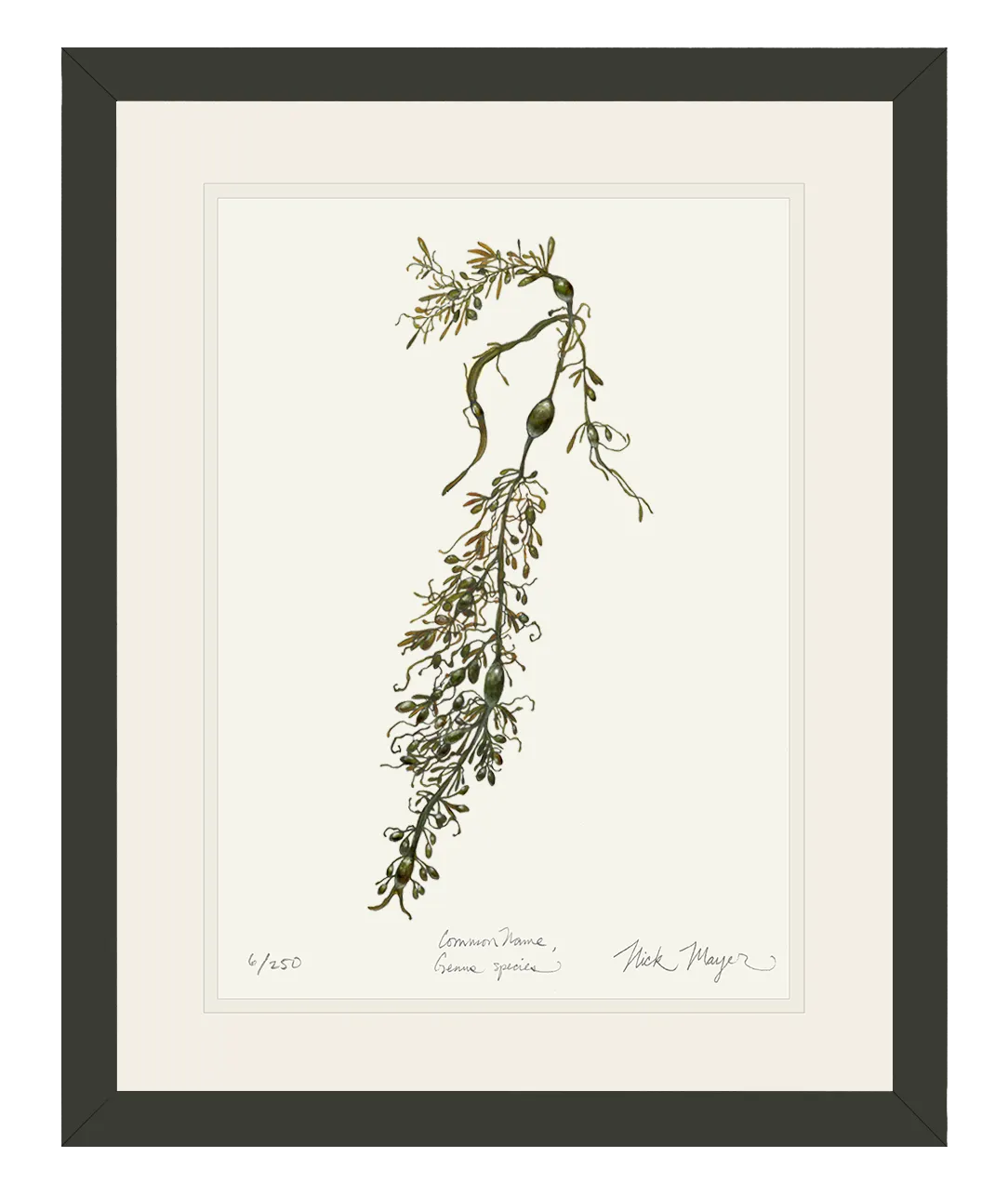 Knotted Wrack Marine Botanical Print