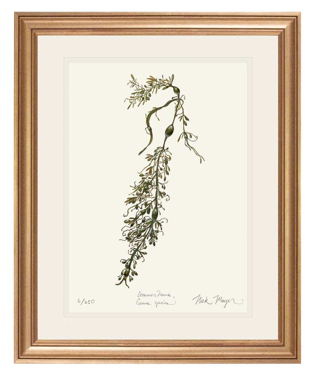Knotted Wrack Marine Botanical Print