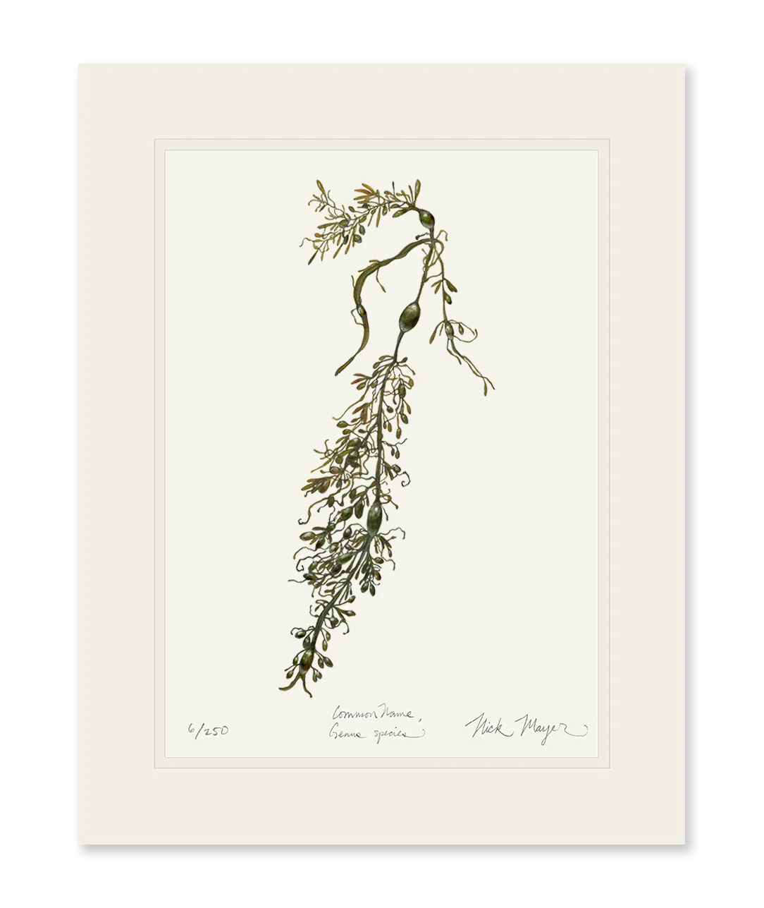 Knotted Wrack Marine Botanical Print