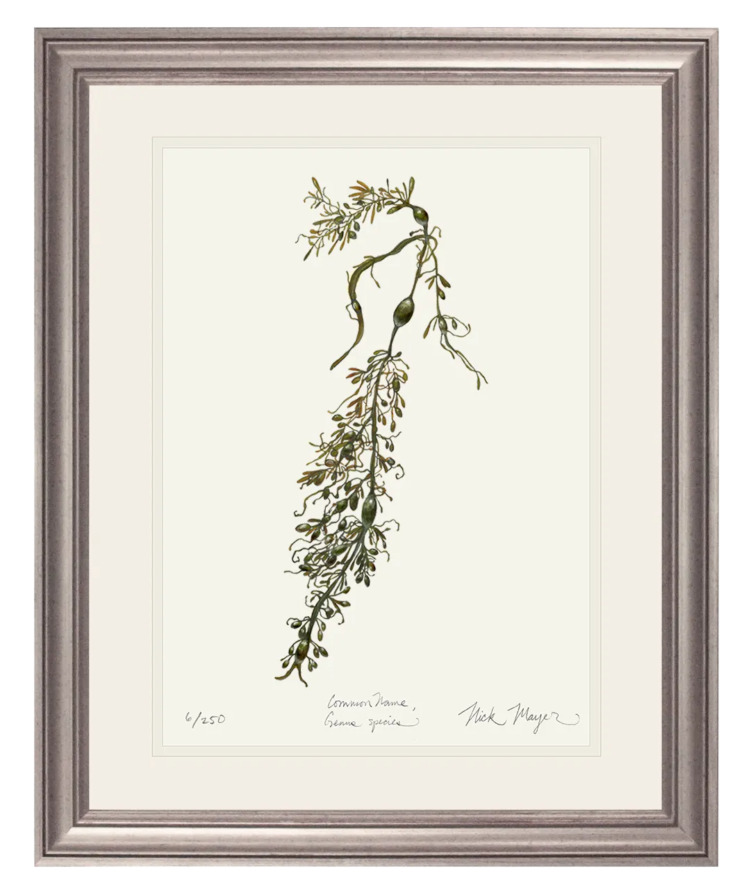 Knotted Wrack Marine Botanical Print